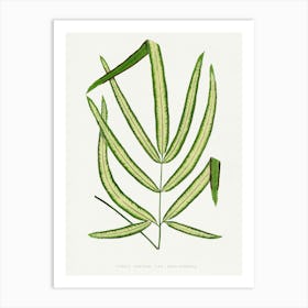 Vintage Botanical Art Print _2643218 Art Print