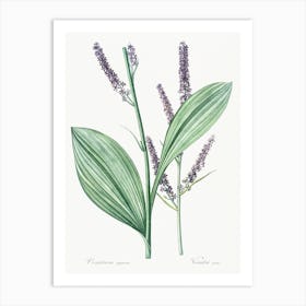 Black False Hellebore, Pierre Joseph Redoute Art Print