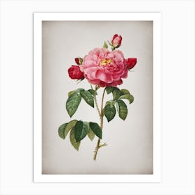 Vintage Duchess of Orleans Rose Botanical on Parchment n.0076 Art Print