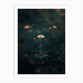 Single Flower In The Dark 50 Art Print