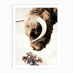 Highland Bull Art Print