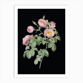 Vintage Tomentose Rose Botanical Illustration on Solid Black n.0658 Art Print