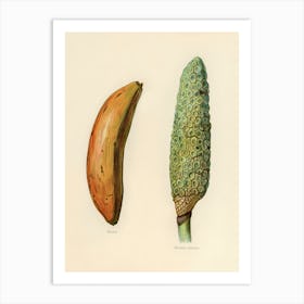 Vintage Illustration Of Banana, Monstera Deliciosa, John Wright Art Print
