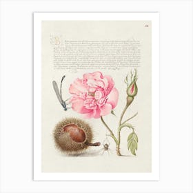 Damselfly, French Rose, Spanish Chestnut, And Spider From Mira Calligraphiae Monumenta, Joris Hoefnagel Art Print