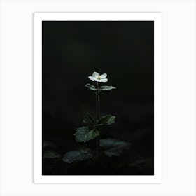 Single Flower In The Dark 96 Art Print