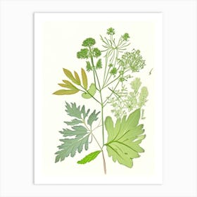 Lovage Spices And Herbs Pencil Illustration 1 Art Print