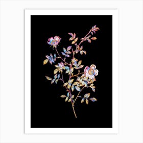 Stained Glass Pink Hedge Rose in Bloom Mosaic Botanical Illustration on Black n.0337 Art Print