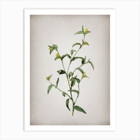 Vintage Commelina Africana Botanical on Parchment Art Print