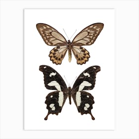 Two Butterflies 4 Art Print