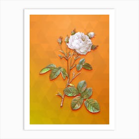 Vintage White Provence Rose Botanical Art on Tangelo n.1929 Art Print