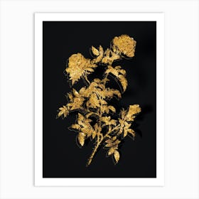 Vintage Rose of the Hedges Botanical in Gold on Black n.0365 Art Print