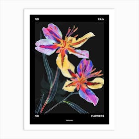 No Rain No Flowers Poster Portulaca 4 Art Print