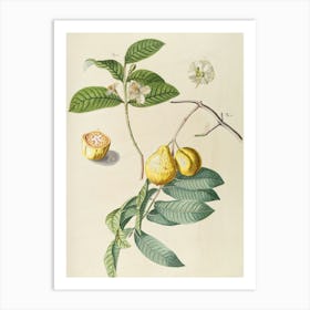 Figs draw Art Print