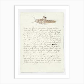 Locust (1737–1770), Luigi Balugani Art Print