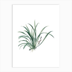 Vintage Sansevieria Carnea Botanical Illustration on Pure White n.0800 Art Print