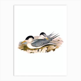 Vintage Great Crested Tern Bird Illustration on Pure White Art Print