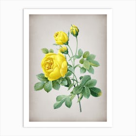 Vintage Yellow Rose Botanical on Parchment n.0694 Art Print