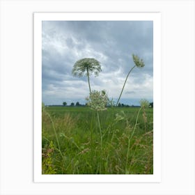 Img 5411 Summer.  Field Art Print