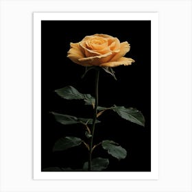 Single Yellow Rose Isolated On Black Background Art Print