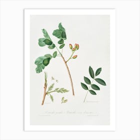 Pistachio (Pistacia Vera) From Pomona Italiana (1817 1839), Giorgio Gallesio Art Print