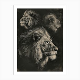 Barbary Lion Charcoal Drawing 3 Art Print