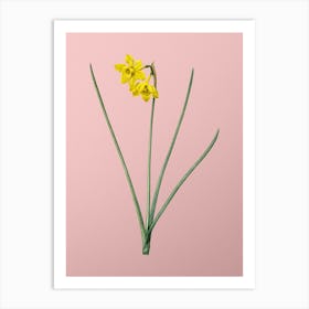 Vintage Narcissus Odorus Botanical on Soft Pink n.0646 Art Print