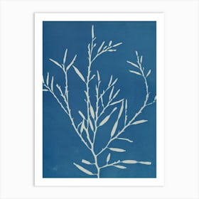 Seaweed 1 Art Print