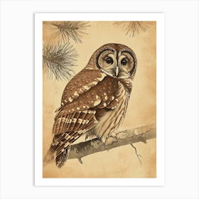 Boreal Owl Vintage Illustration 2 Art Print