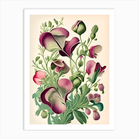 Sweet Pea 2 Floral Botanical Vintage Poster Flower Art Print