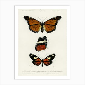 Different Types Of Butterfly, Charles Dessalines D'Orbigny 3 Art Print