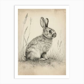 English Lop Drawing 3 Art Print