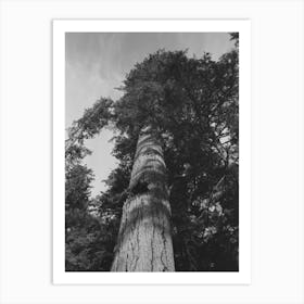 Fir Tree, Cowlitz County, Washington By Russell Lee Art Print