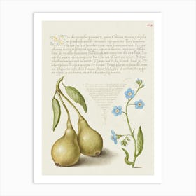 Pear And Creeping Forget Me Not From Mira Calligraphiae Monumenta, Joris Hoefnagel Art Print