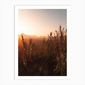 Grass In The Morning Art Print