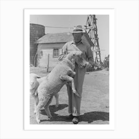 Untitled Photo, Possibly Related To Fsa (Farm Security Administration) Client Feeding Sheep Near Hoxie, Kansas By Art Print