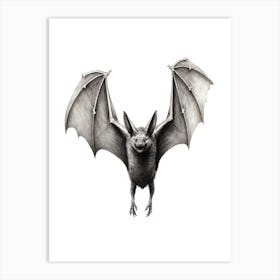 Serotine Bat Vintage Illustration 4 Art Print
