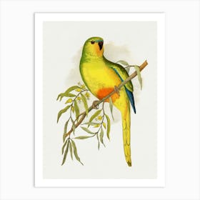 Parrot On A Branch 6 Art Print