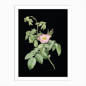 Vintage Apple Rose Botanical Illustration on Solid Black n.0896 Art Print