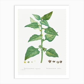 Tetragonia Expansa (New Zealand Spinach) From Histoire Des Plantes Grasses (1799), Pierre Joseph Redoute Art Print