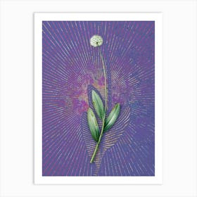 Vintage Victory Onion Botanical Illustration on Veri Peri n.0343 Art Print