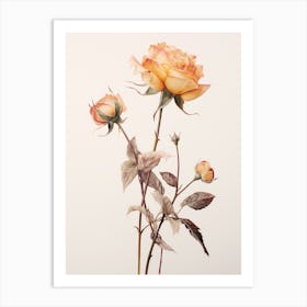 Pressed Flower Botanical Art Rose 2 Art Print