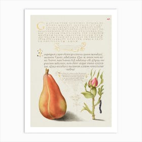 Pear, French Rose, And Caterpillar From Mira Calligraphiae Monumenta, Joris Hoefnagel Art Print