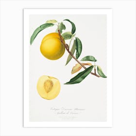 Peach (Prunus Persica) From Pomona Italiana (1817 1839), Giorgio Gallesio 3 Art Print