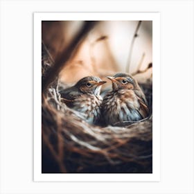 Birds In Nest Art Print