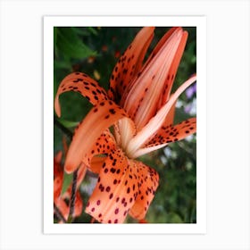 Lilly Flower Floral Vertical Spots Dots Orange Photography Photo Dining Kitchen Bedroom Art Print