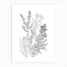 Thyme Herb William Morris Inspired Line Drawing 2 Art Print