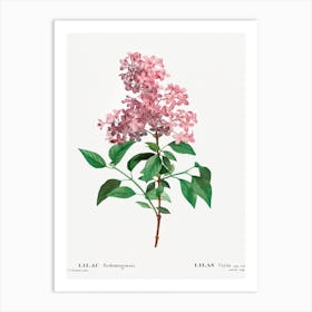 Chinese Lilac, Pierre Joseph Redouté Art Print