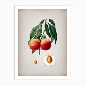 Vintage Peach Botanical on Parchment n.0595 Art Print