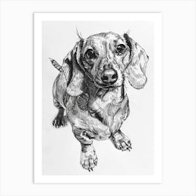 Dachshund Dog Line Sketch 1 Art Print