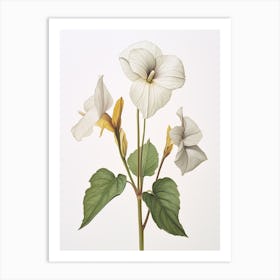 Pressed Wildflower Botanical Art Sessile Trillium Art Print